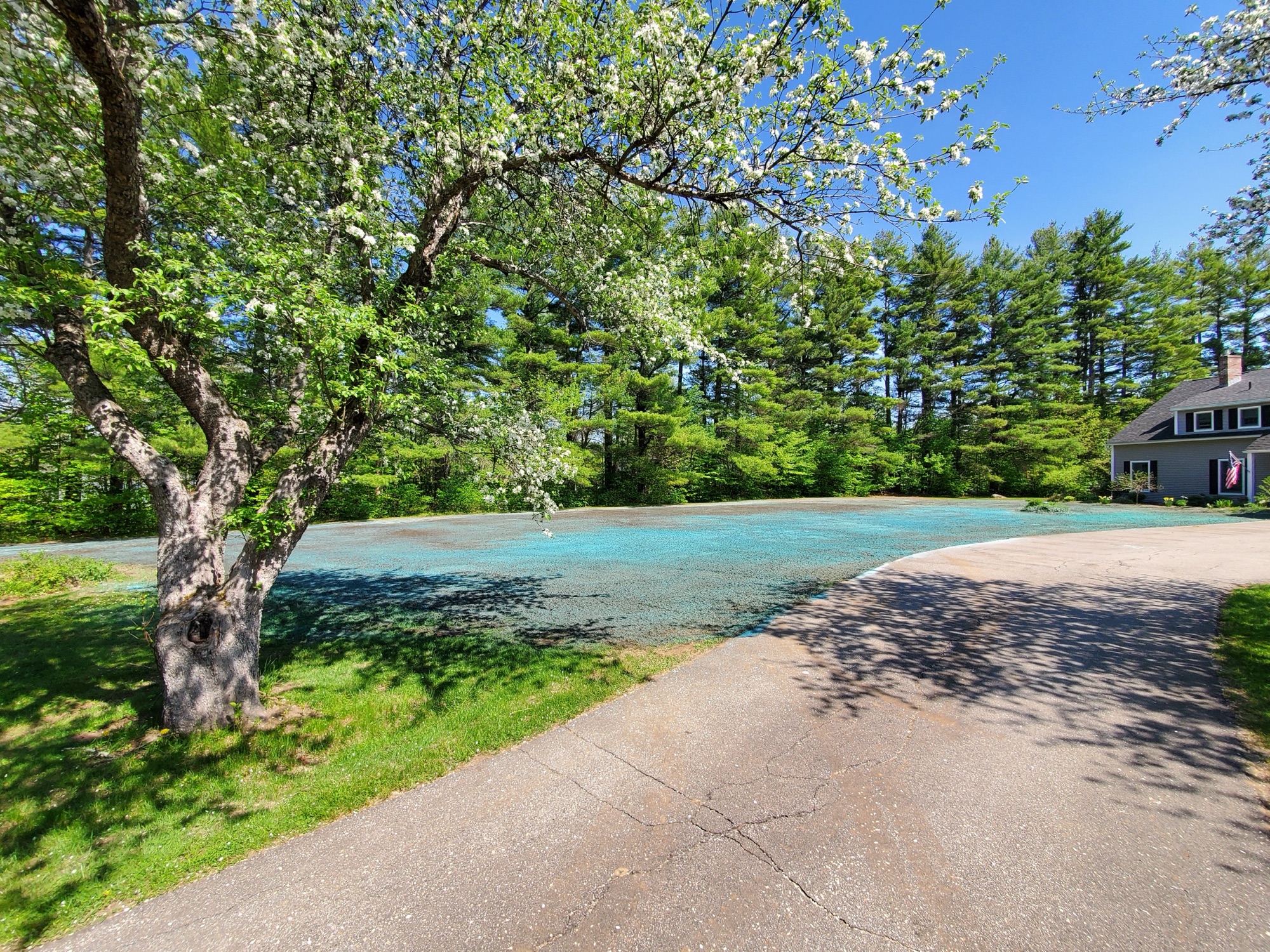 Hydroseeded yard under a blooming crabapple in spring